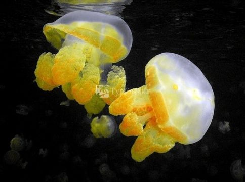 Медузы, обитающие в водах Палау.