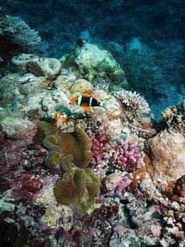 Подводный мир островов Палау.