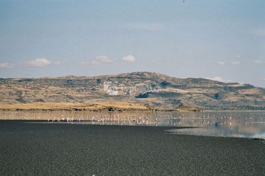 Озеро Натрон. Автор: Clem23, wikimedia.org