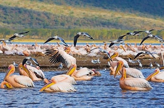 Восточные белые пеликаны, прилетевшие на зимовку на одно из озер Кении.
