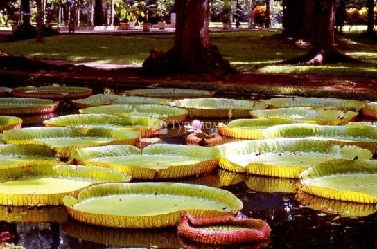 Ботанический сад на о. Маврикий.