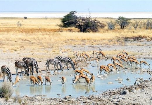 Животный мир Намибии.