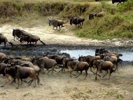 Великая миграция антилоп гну
