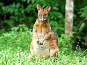 Crater Lakes Rainforest Cottages 4*