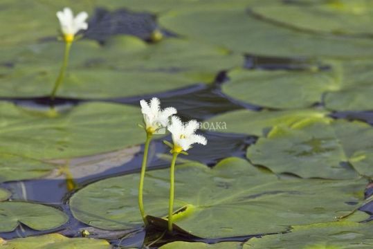 Заповедник Крукед Три Уайлдлайф. Автор: marlin harms, flickr.com