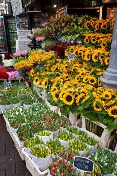 Амстердамский цветочный рынок. Автор: jimmyweee, http://www.flickr.com/photos/jimmyg/6578744087/