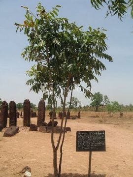 Кольца камней-мегалитов в Сенегамбии. Автор: shaunamullally, www.flickr.com