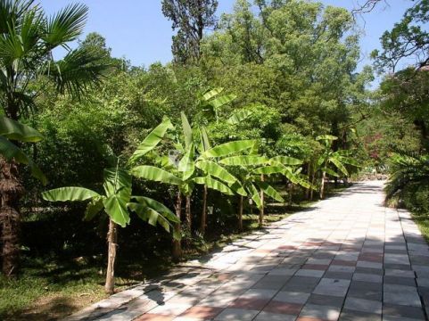 Сухумский ботанический сад. Автор: Alaexis, Wikimedia.org