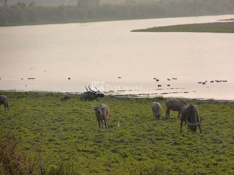 Национальный парк Казиранга. Автор: dhaag23, wikimedia.org