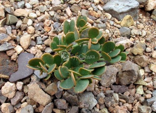 Чарынский каньон. Автор: Peretz Partensky, wikimedia.org