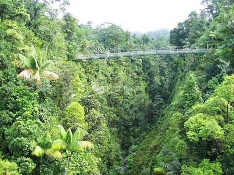 Мост "Индиана Джонс" над тропическим лесом.