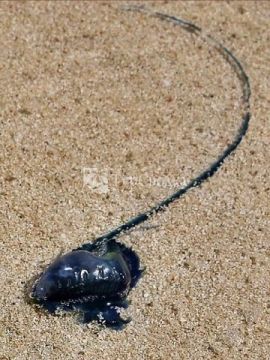 Опасный обитатель подводных глубин Фиджи - медуза-Голубая бутылка.