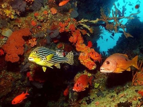 Многообразие форм жизни подводгого мира у Мальдивских островов.