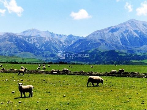 Новая Зеландия - страна овец.