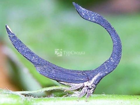 Удивительные насекомые встречаются в Панаме.