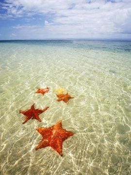 Пляж морской звезды в Бокас-дель-Торо.