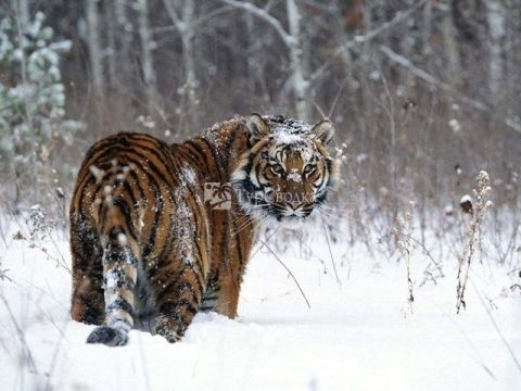 Амурский тигр