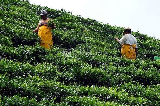 Работа на чайной плантации.