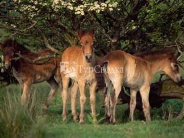 Exmoor White Horse Inn 3*